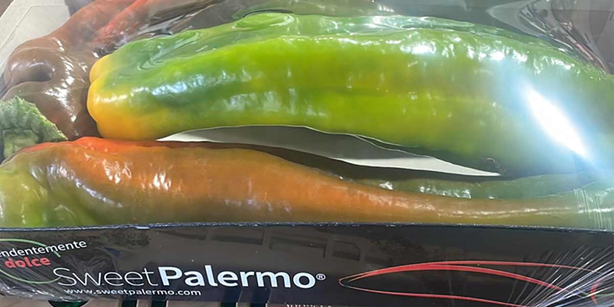 Sweet Palermo, nella Piana di Fondi la stagione della consacrazione